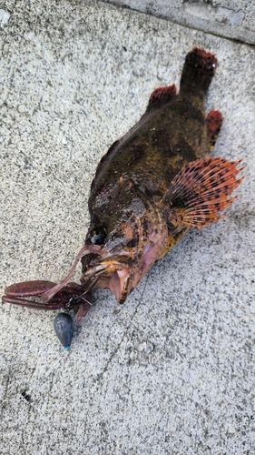 アサヒアナハゼの釣果