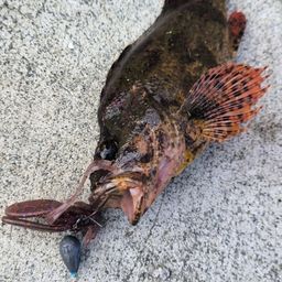 アサヒアナハゼ