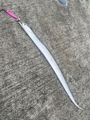 タチウオの釣果