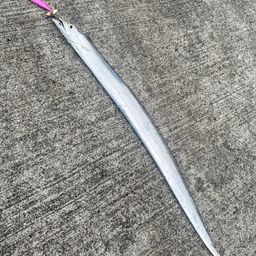 タチウオ