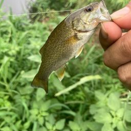 スモールマウスバス