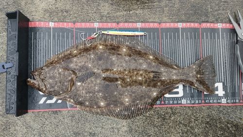 ヒラメの釣果