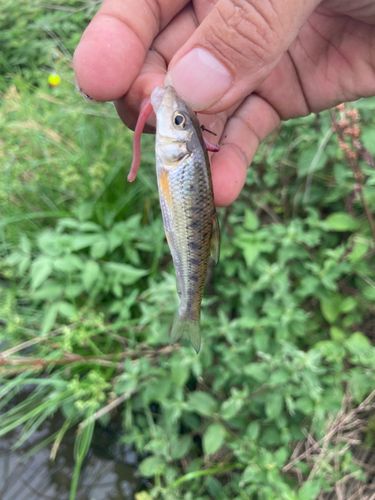 ヤマメの釣果