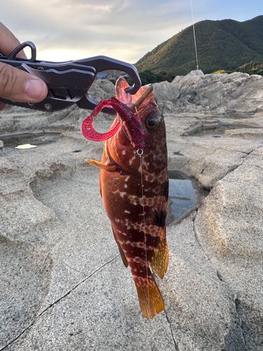 キジハタの釣果