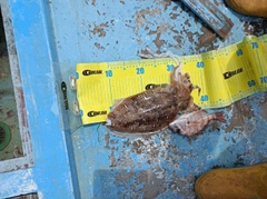 イカの釣果