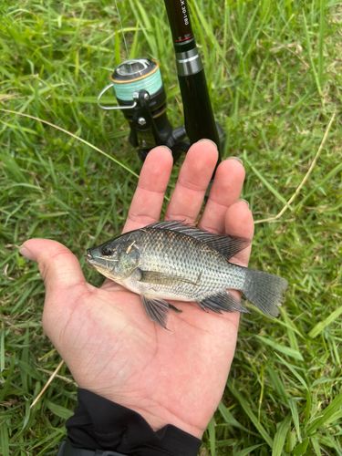 ティラピアの釣果