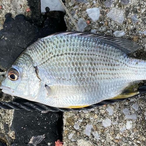 クロダイの釣果