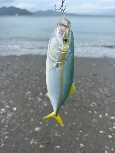 ワカシの釣果
