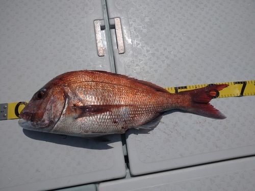 マダイの釣果