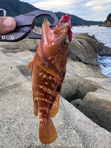 キジハタの釣果