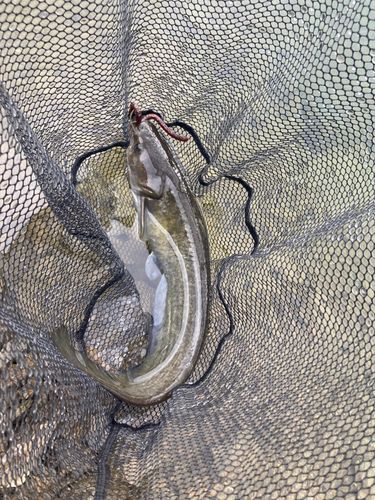 ニホンナマズの釣果