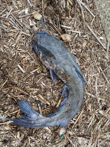 アメリカナマズの釣果