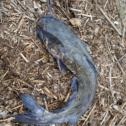 アメリカナマズ