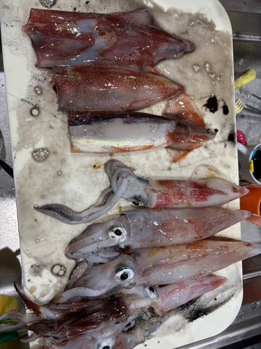 ケンサキイカの釣果