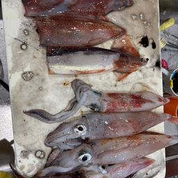ケンサキイカ