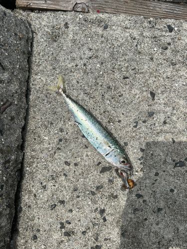サバの釣果