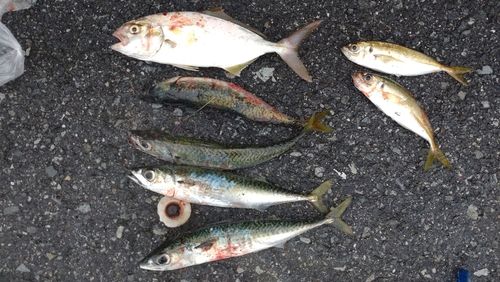 サバの釣果