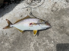 ショゴの釣果
