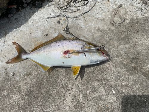 ショゴの釣果