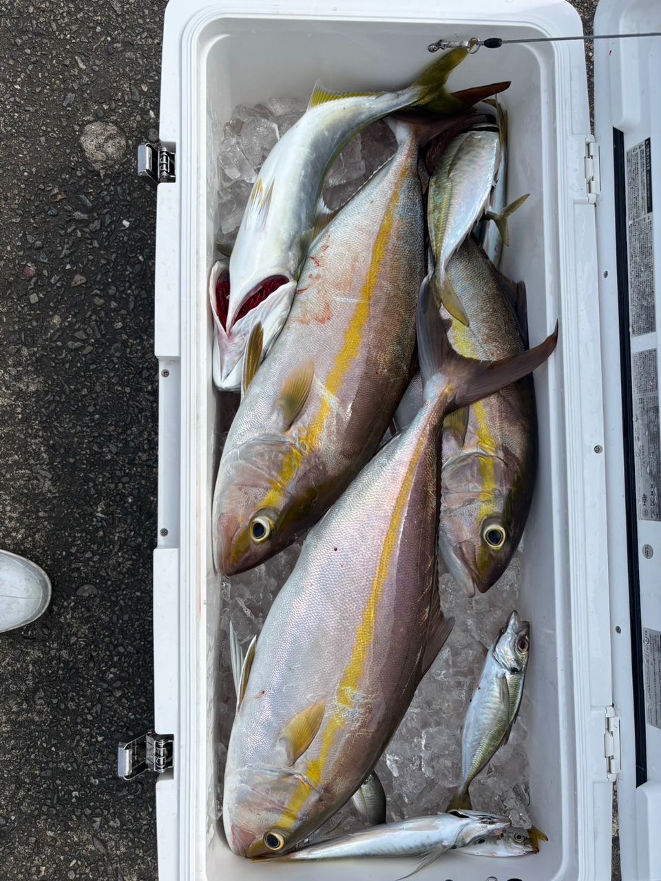 清和丸さんの釣果 2枚目の画像