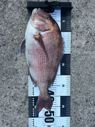 タイの釣果