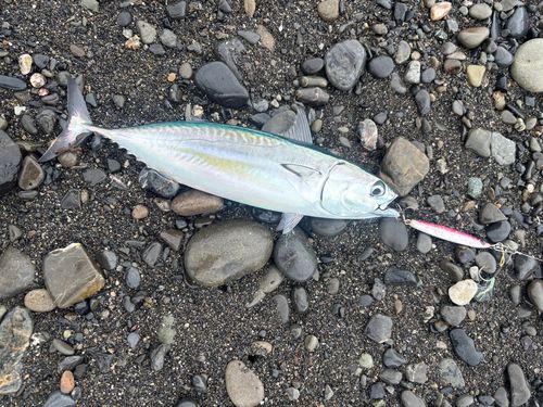 ソウダガツオの釣果