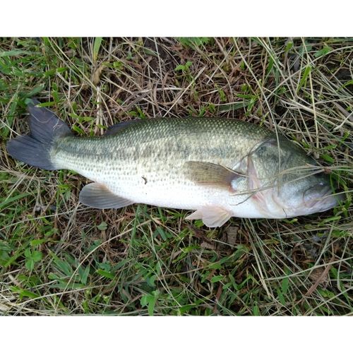 ラージマウスバスの釣果