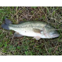 ラージマウスバス