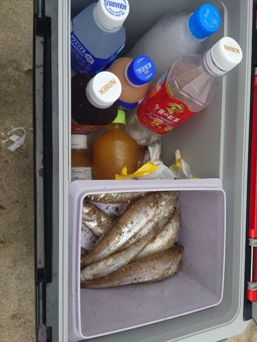 シロギスの釣果