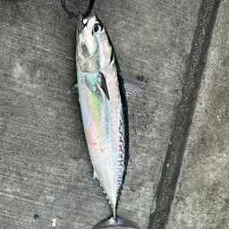 ソウダガツオ