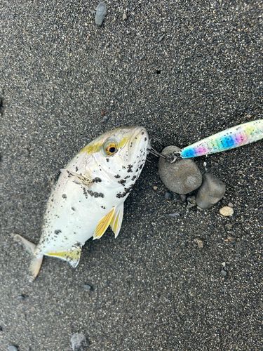 ショゴの釣果