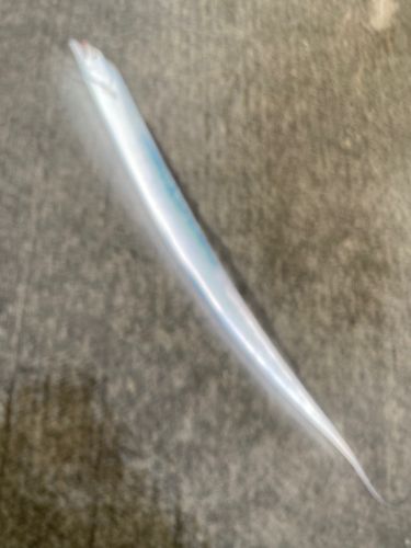 タチウオの釣果