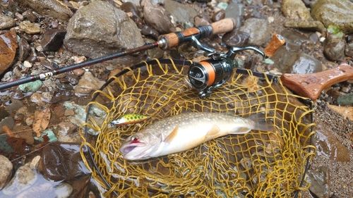 イワナの釣果