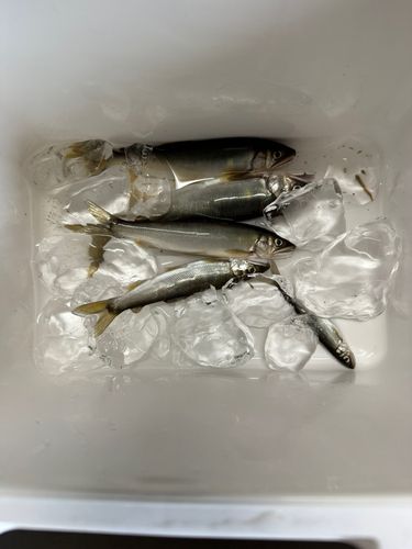 アユの釣果