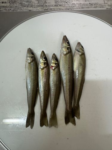 キスの釣果