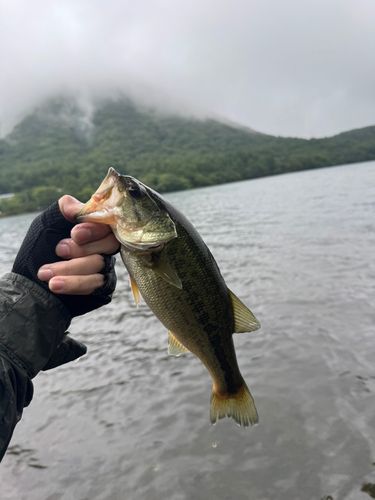 釣果