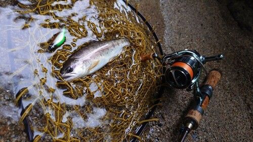 ヤマメの釣果