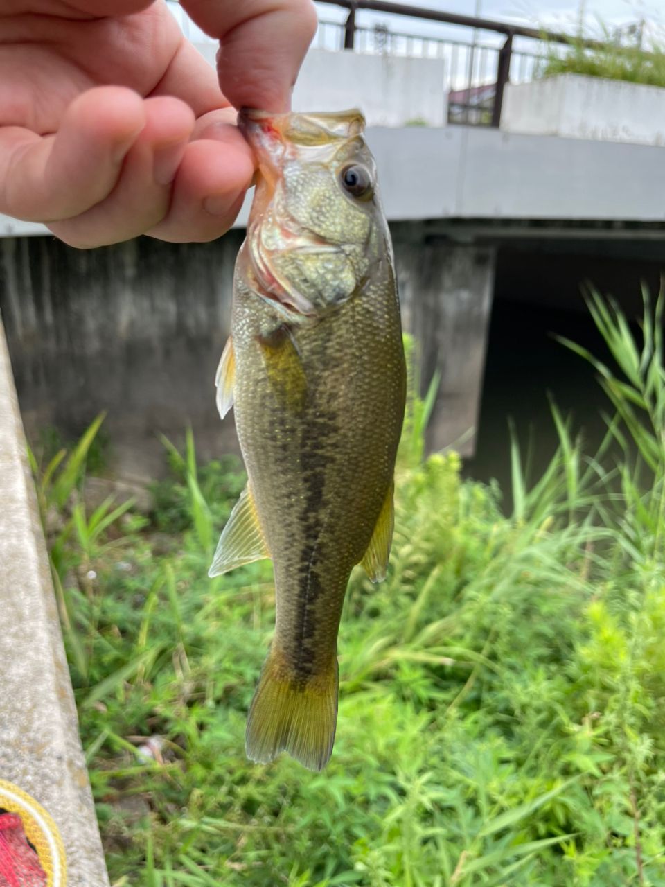 ラージマウスバス