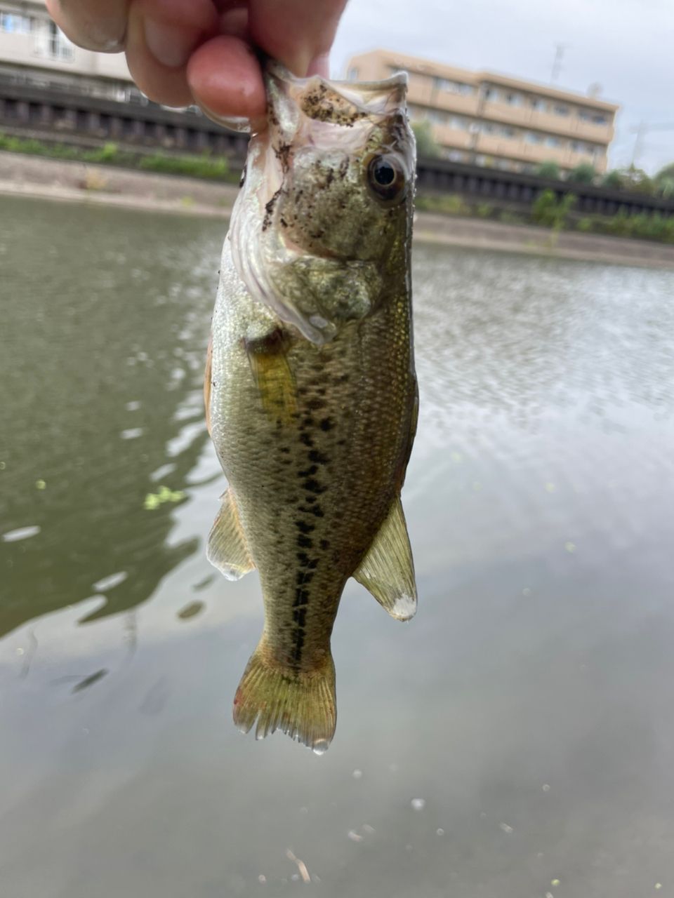 ラージマウスバス