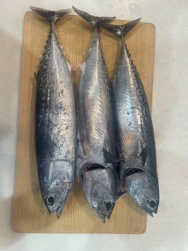 メジカの釣果