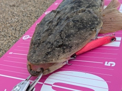 マゴチの釣果