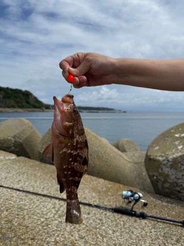 キジハタの釣果