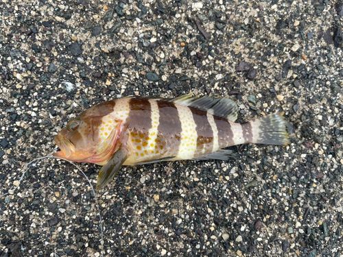 アオハタの釣果