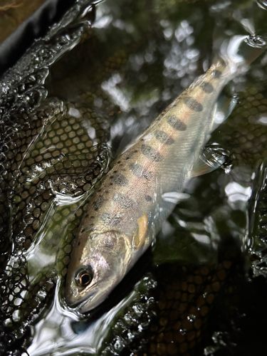 ヤマメの釣果