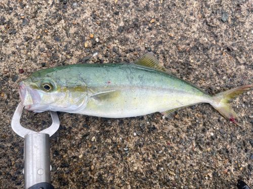 ツバスの釣果
