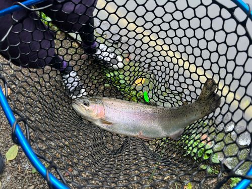 ニジマスの釣果