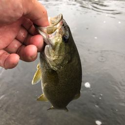 スモールマウスバス