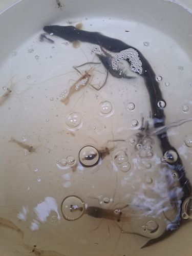 ウナギの釣果