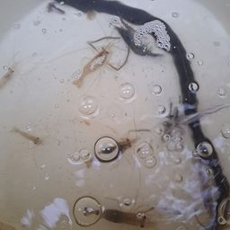 ウナギ