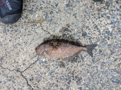 アイゴの釣果